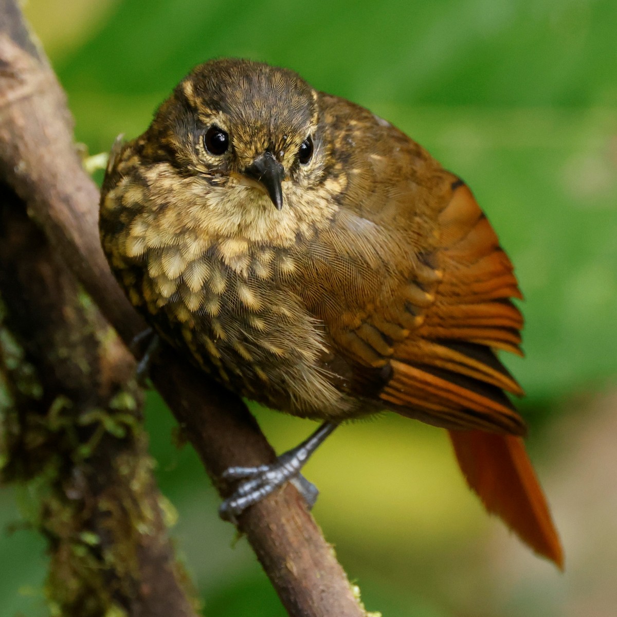 Rusty-winged Barbtail - John Mills