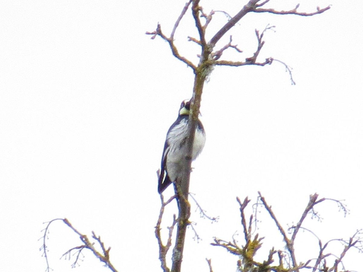 Acorn Woodpecker - ML51799941