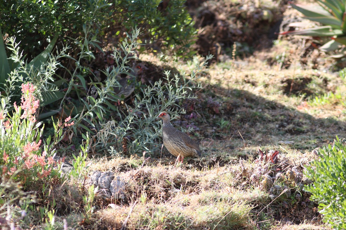 Harwood's Spurfowl - ML517999701