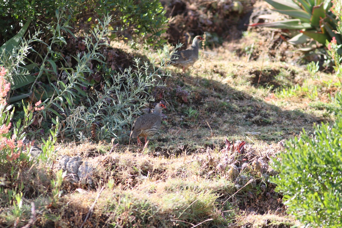 Harwood's Spurfowl - ML517999881