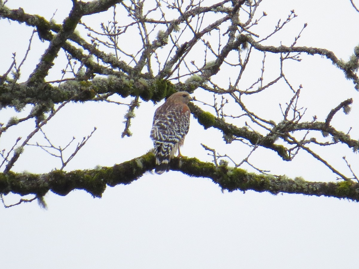 Red-shouldered Hawk (elegans) - ML51800021