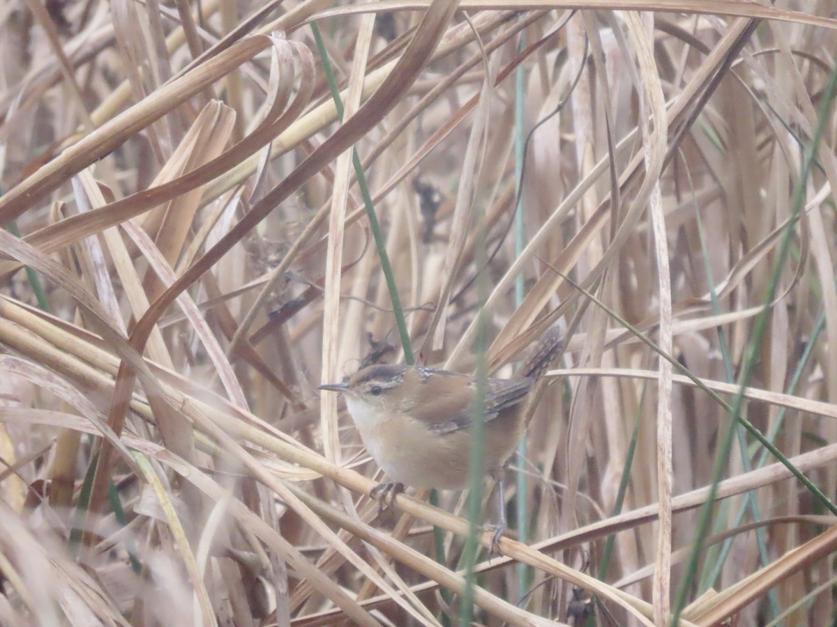 Marsh Wren - Alan  Troyer