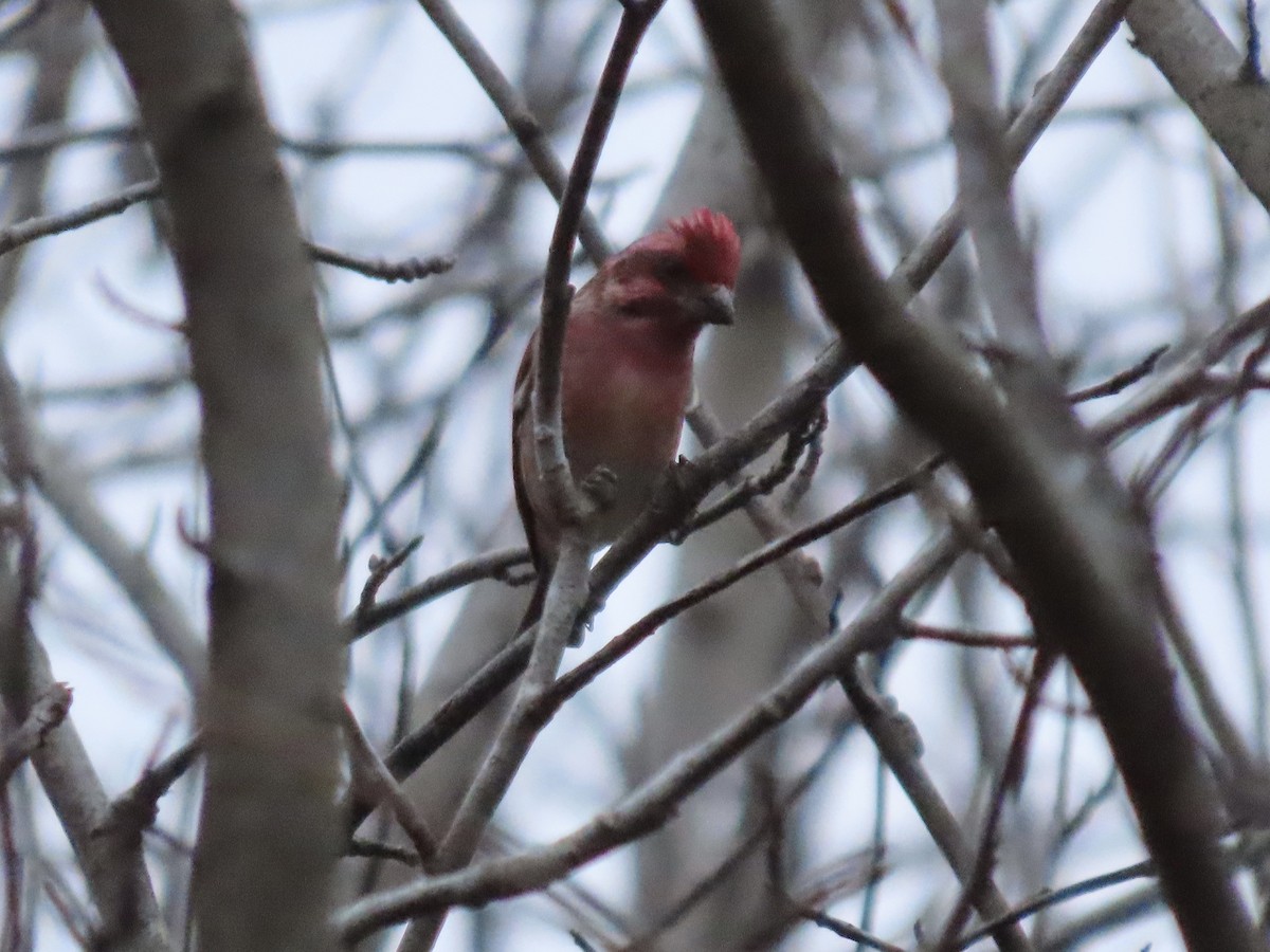 Purple Finch - ML518000531