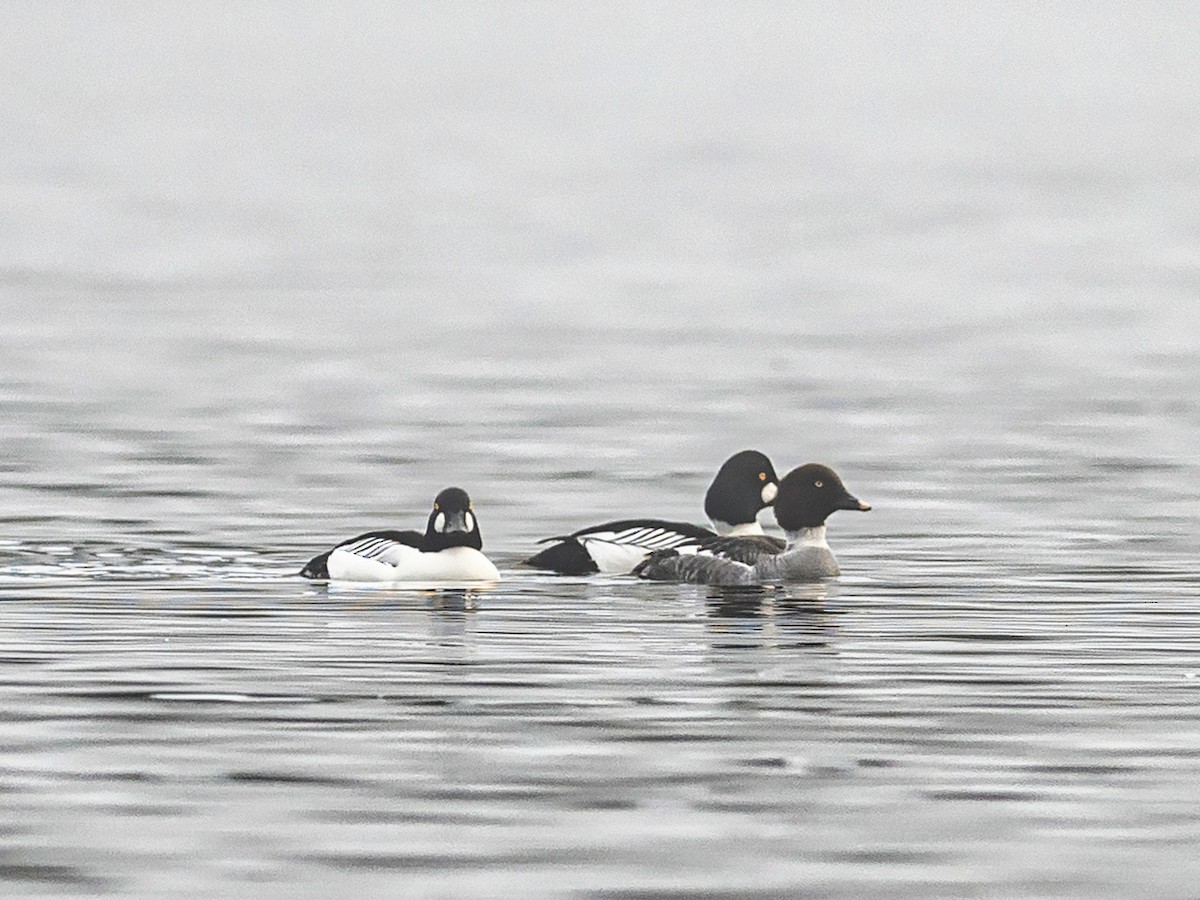 Common Goldeneye - ML518001261