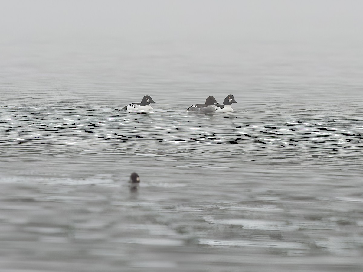 Common Goldeneye - ML518001351