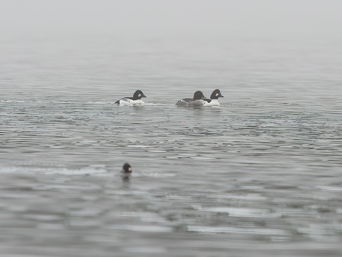 Common Goldeneye - ML518001351