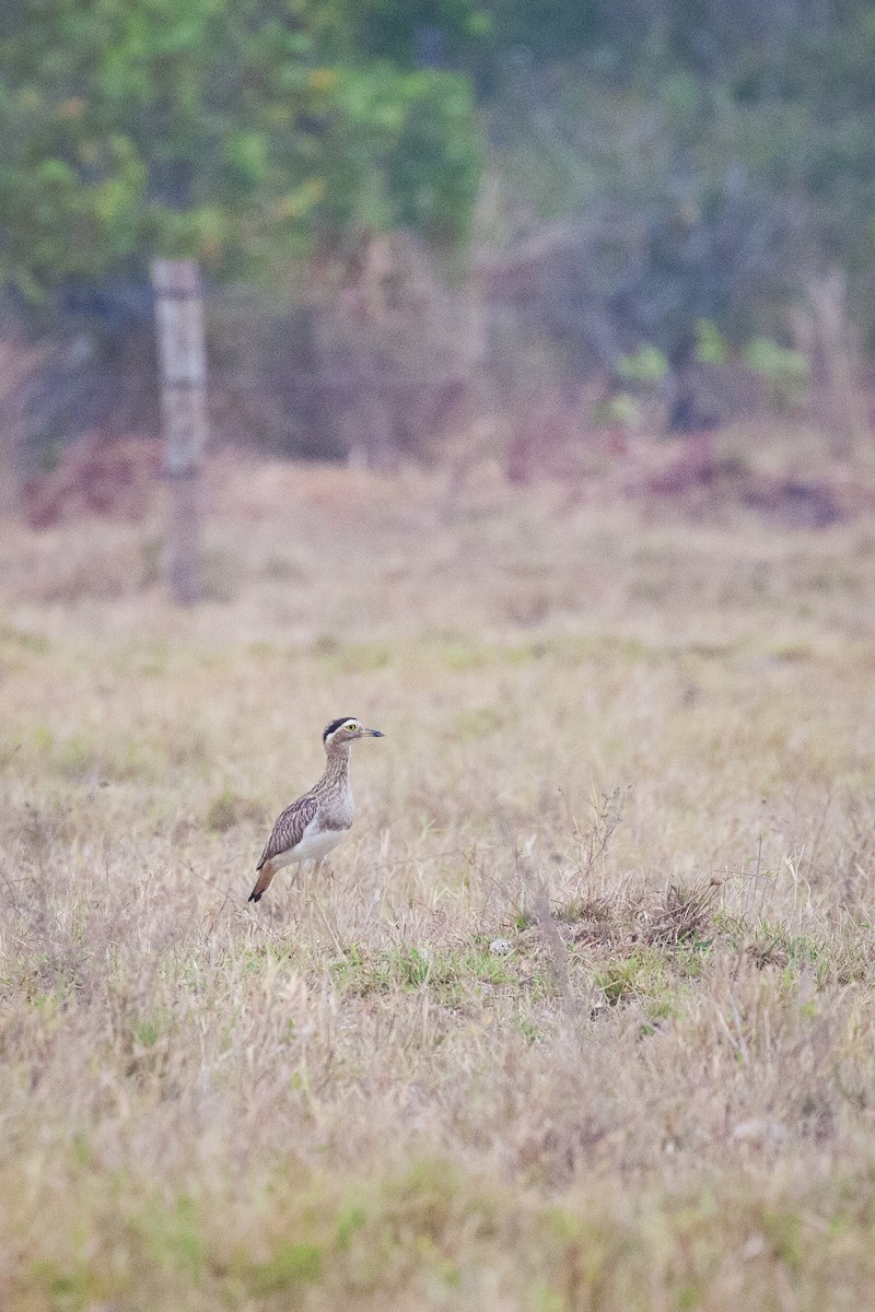 Double-striped Thick-knee - ML518004441