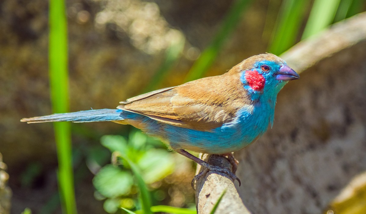 Red-cheeked Cordonbleu - ML518005051