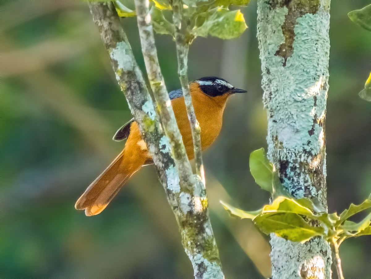 White-browed Robin-Chat - ML518005221