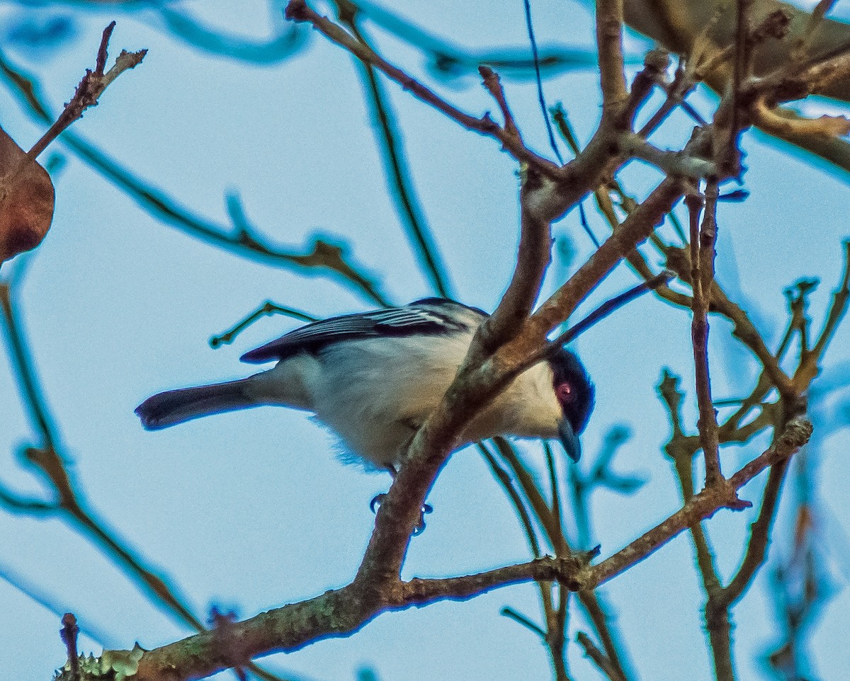 Black-backed Puffback - ML518005551