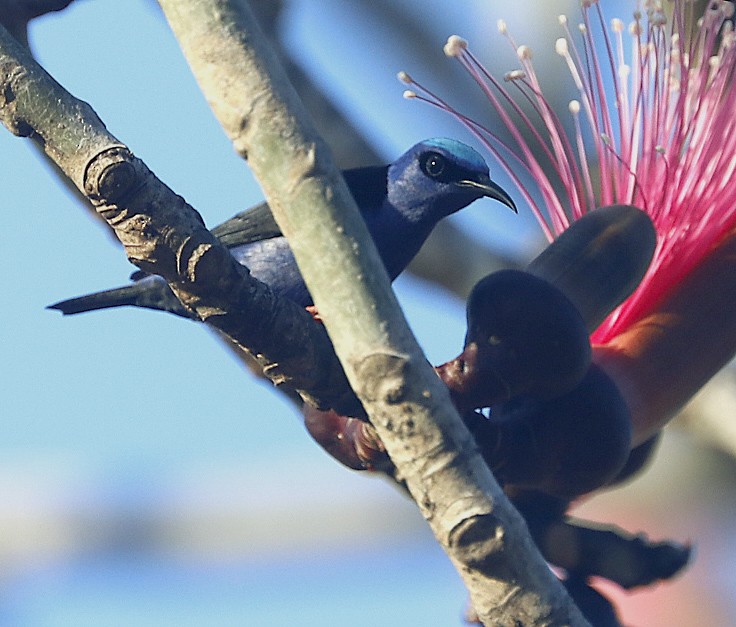 Red-legged Honeycreeper - ML518006751