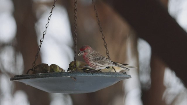 House Finch - ML518007421