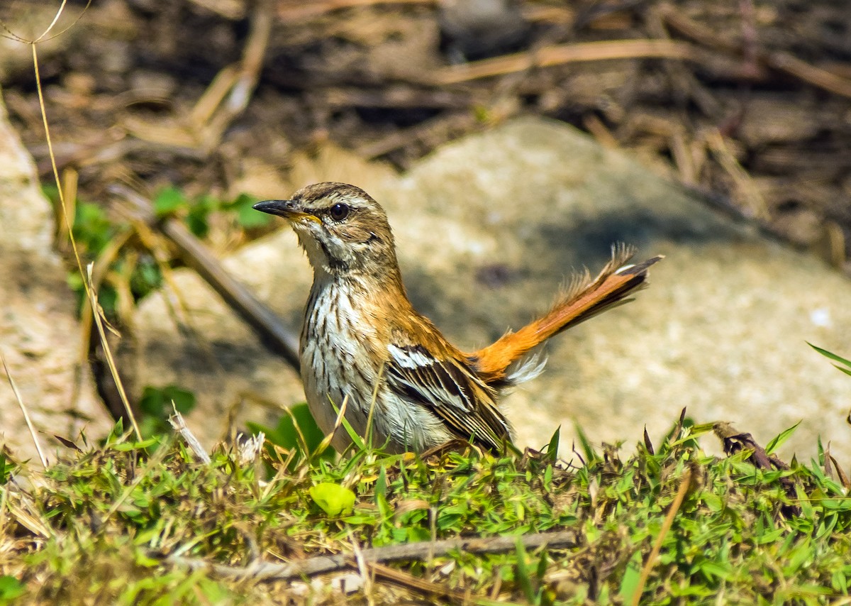 Red-backed Scrub-Robin - ML518007501