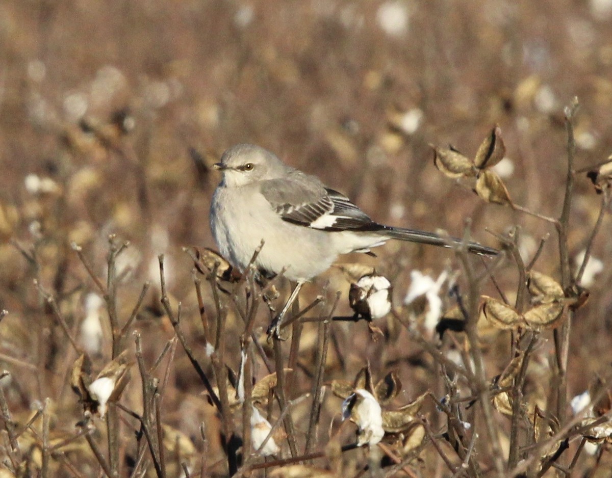 Northern Mockingbird - ML518007761