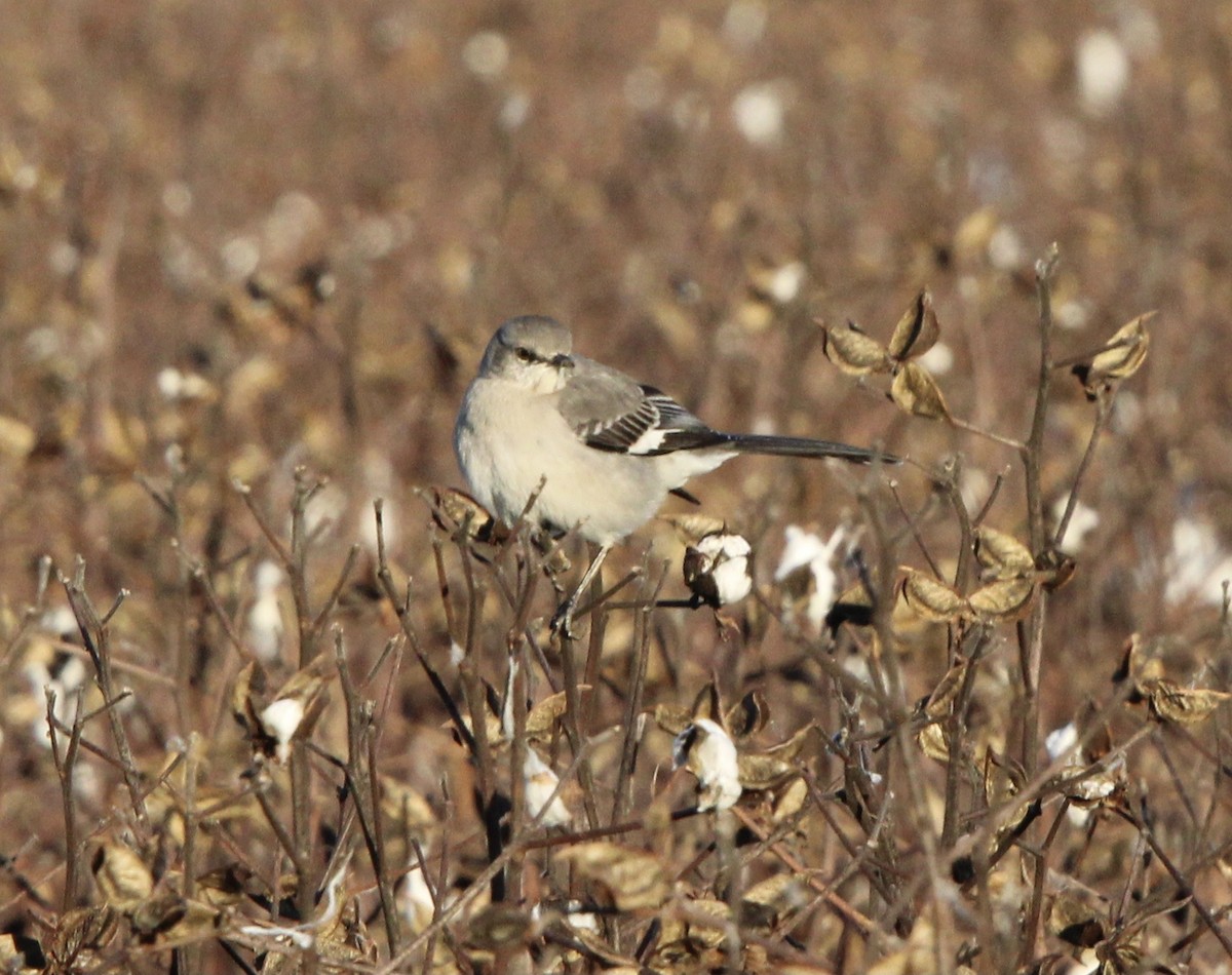 Northern Mockingbird - Susan Wood