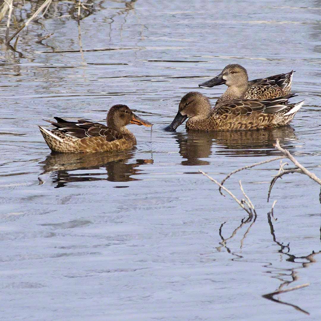Northern Shoveler - ML518008441