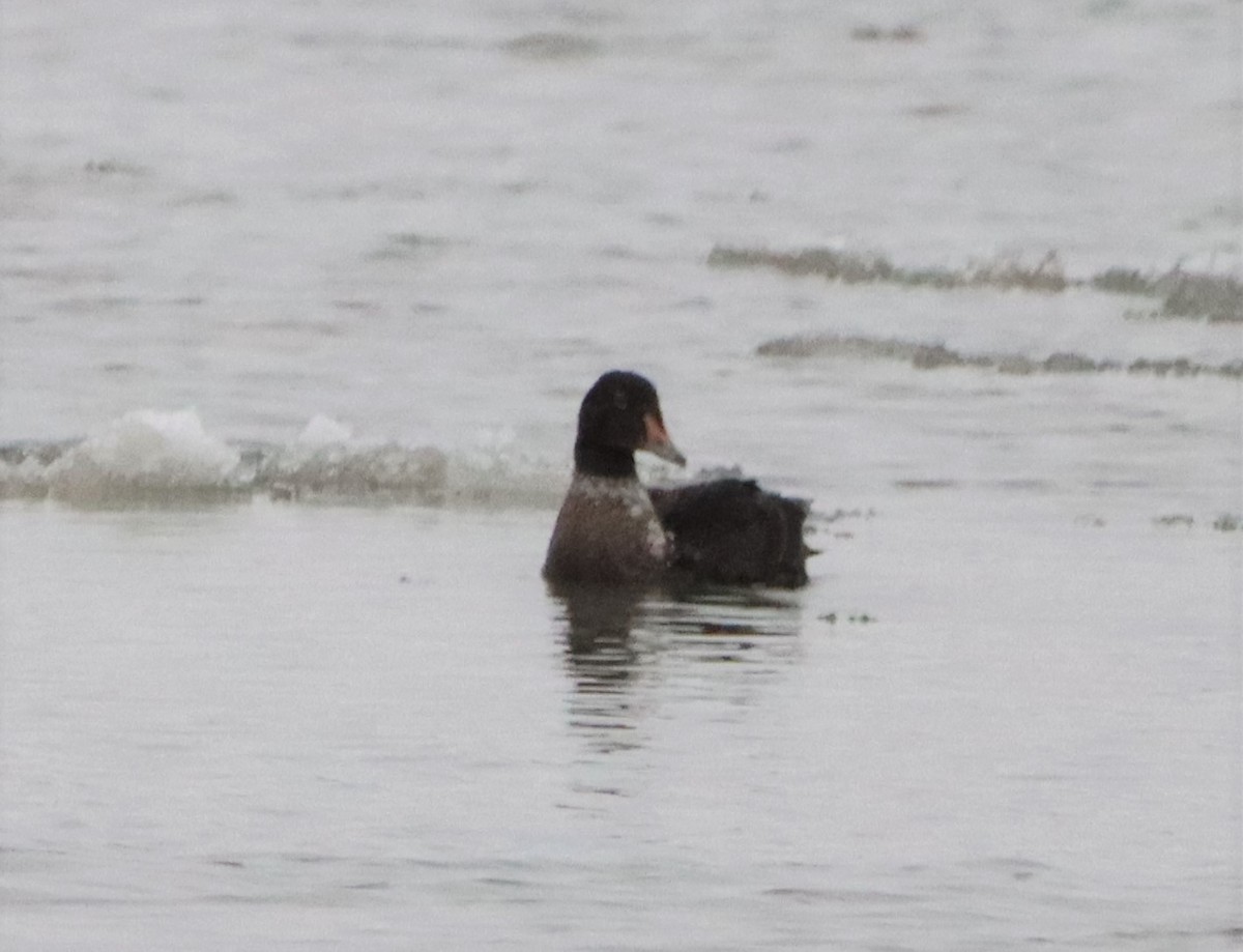 King Eider - ML518008571