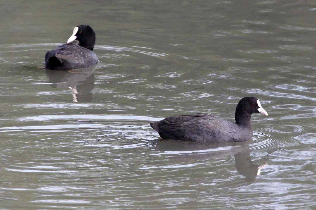 Eurasian Coot - ML518008771