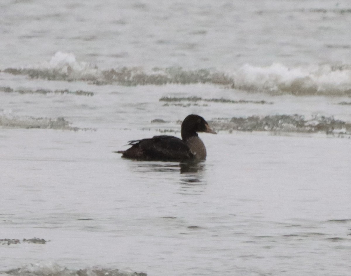 King Eider - ML518008781