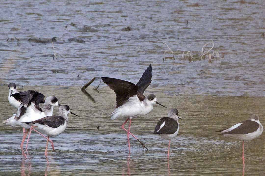 Black-winged Stilt - ML518009191