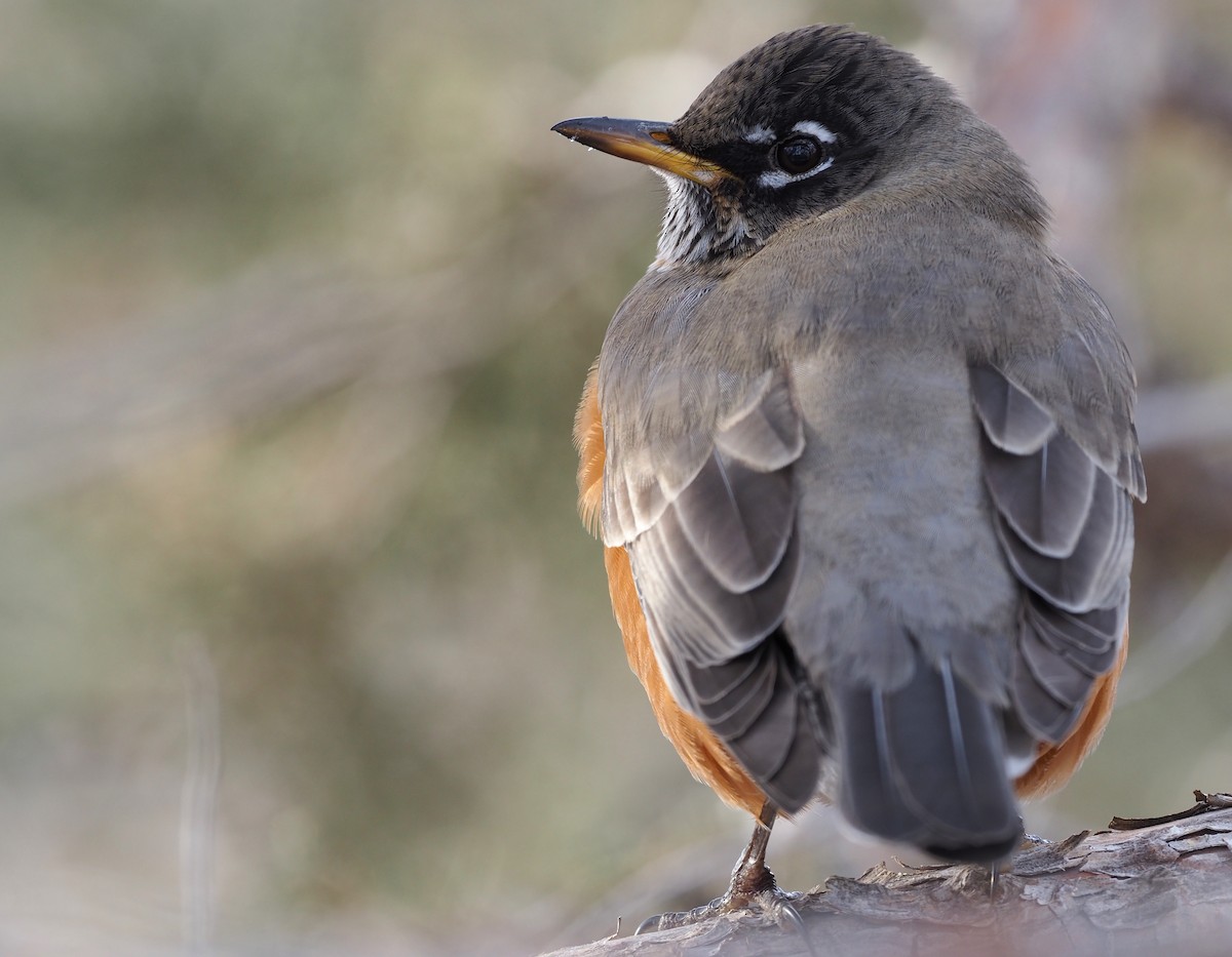 American Robin - ML518009441