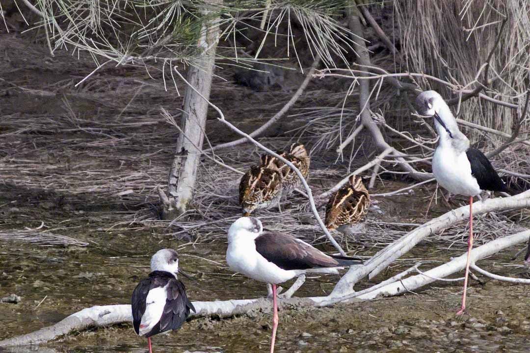 Common Snipe - ML518009491