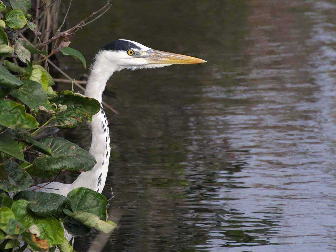 Gray Heron - ML518009731