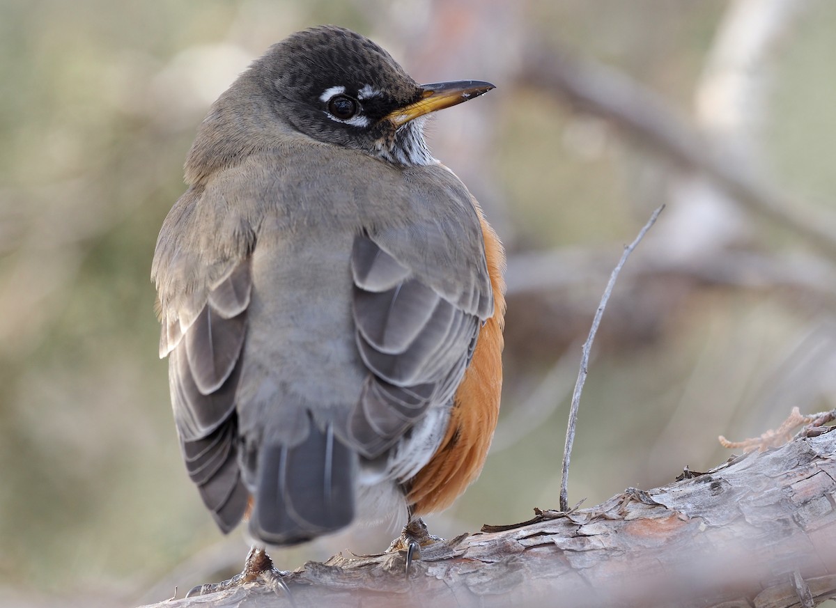 American Robin - ML518009771