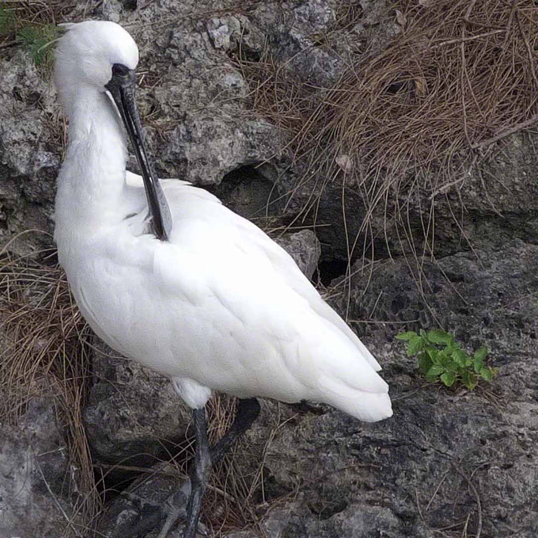 Black-faced Spoonbill - ML518009981