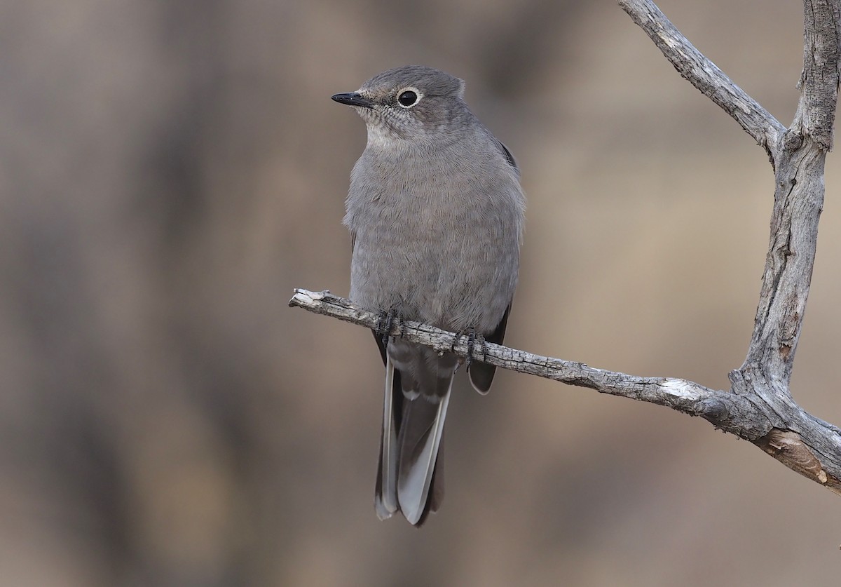 Solitario Norteño - ML518010441