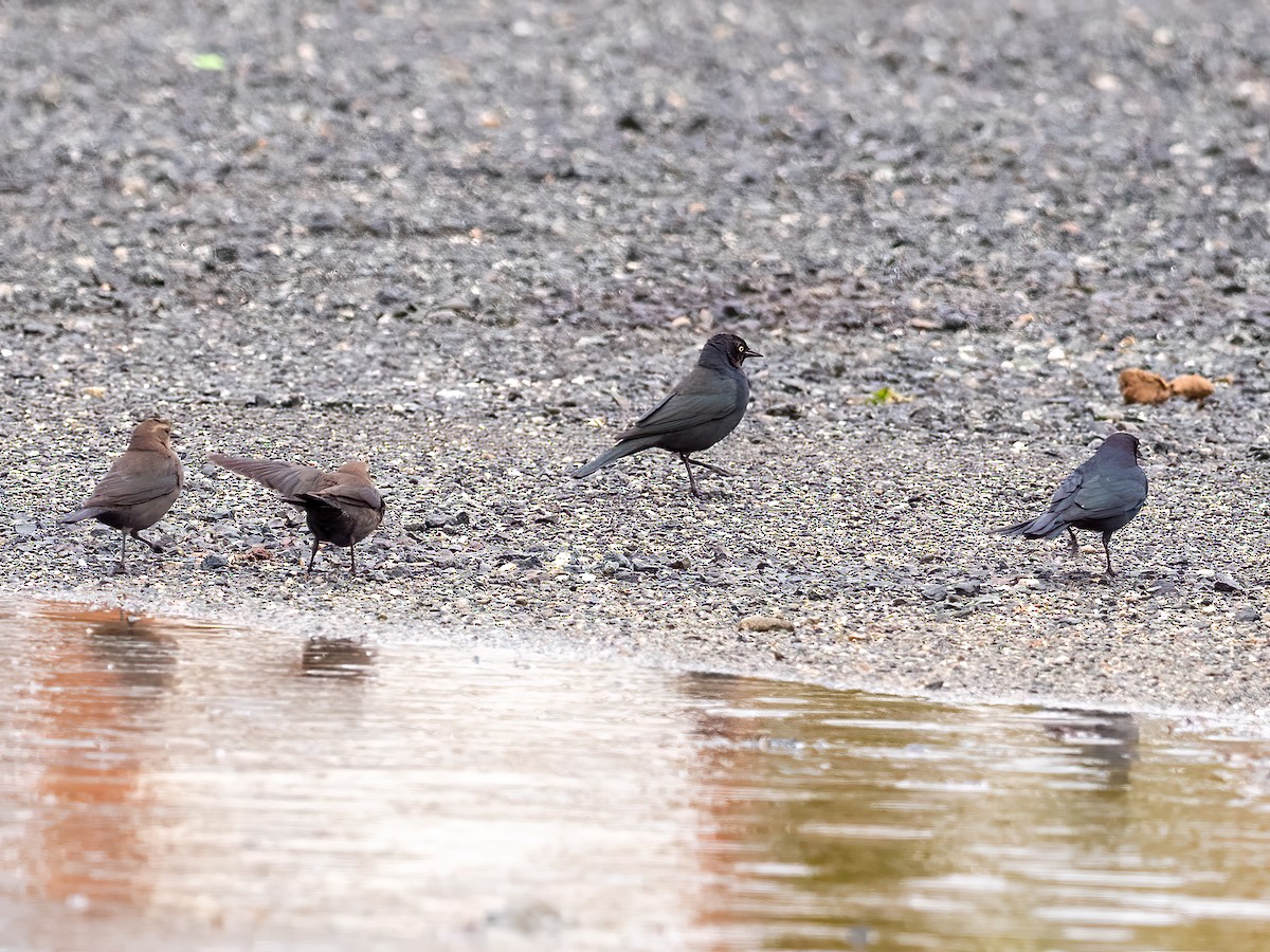 Brewer's Blackbird - ML518012071