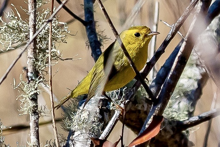 Wilson's Warbler - ML518012591