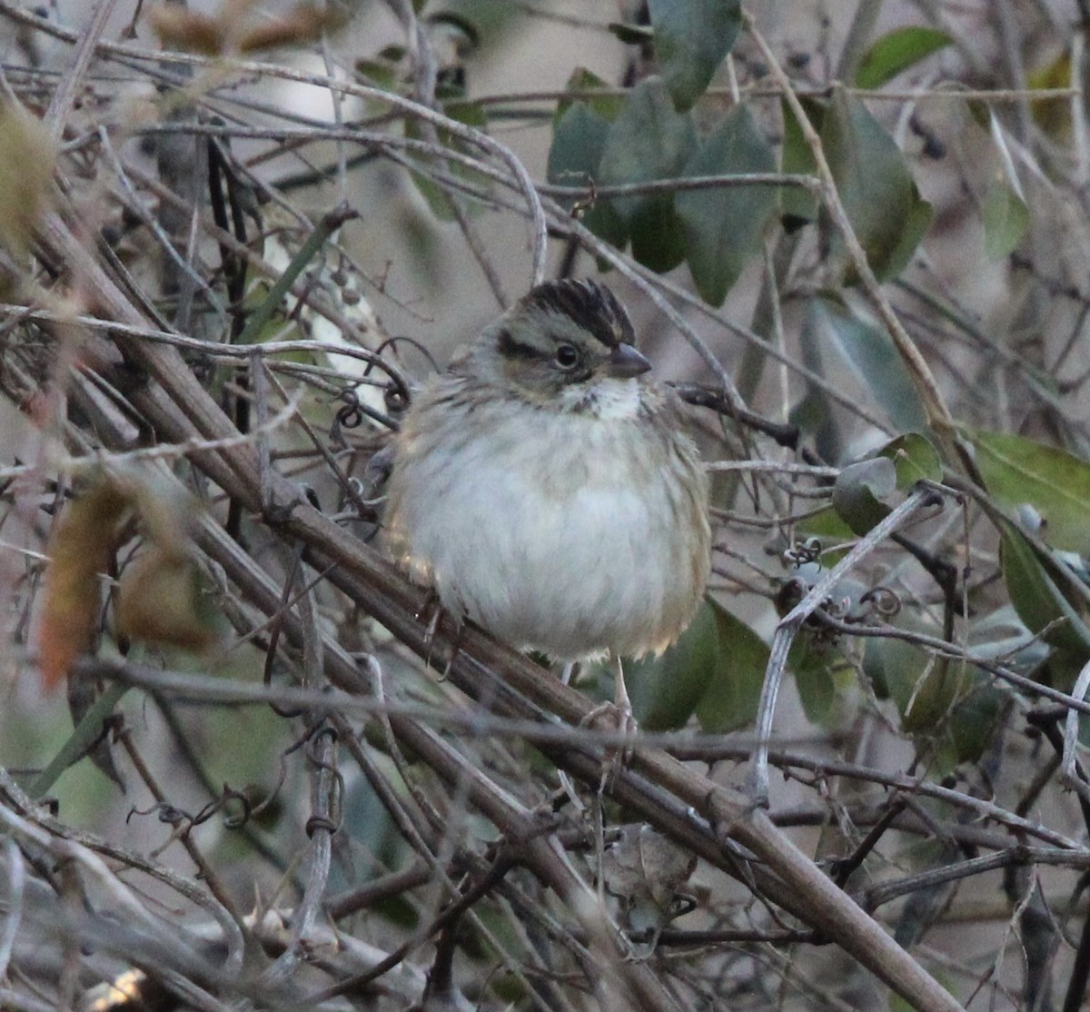 White-throated Sparrow - ML518014301