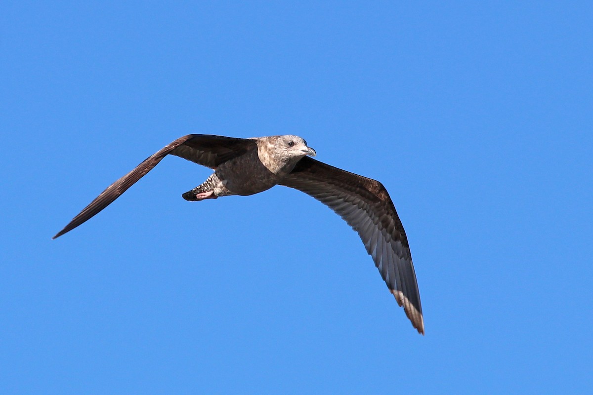 Herring Gull - Robert Wheat