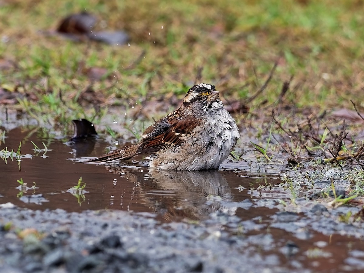 White-throated Sparrow - ML518015581