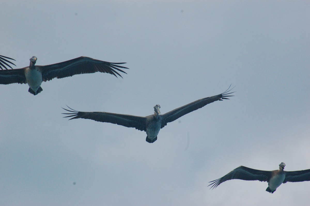 Brown Pelican - ML518017131