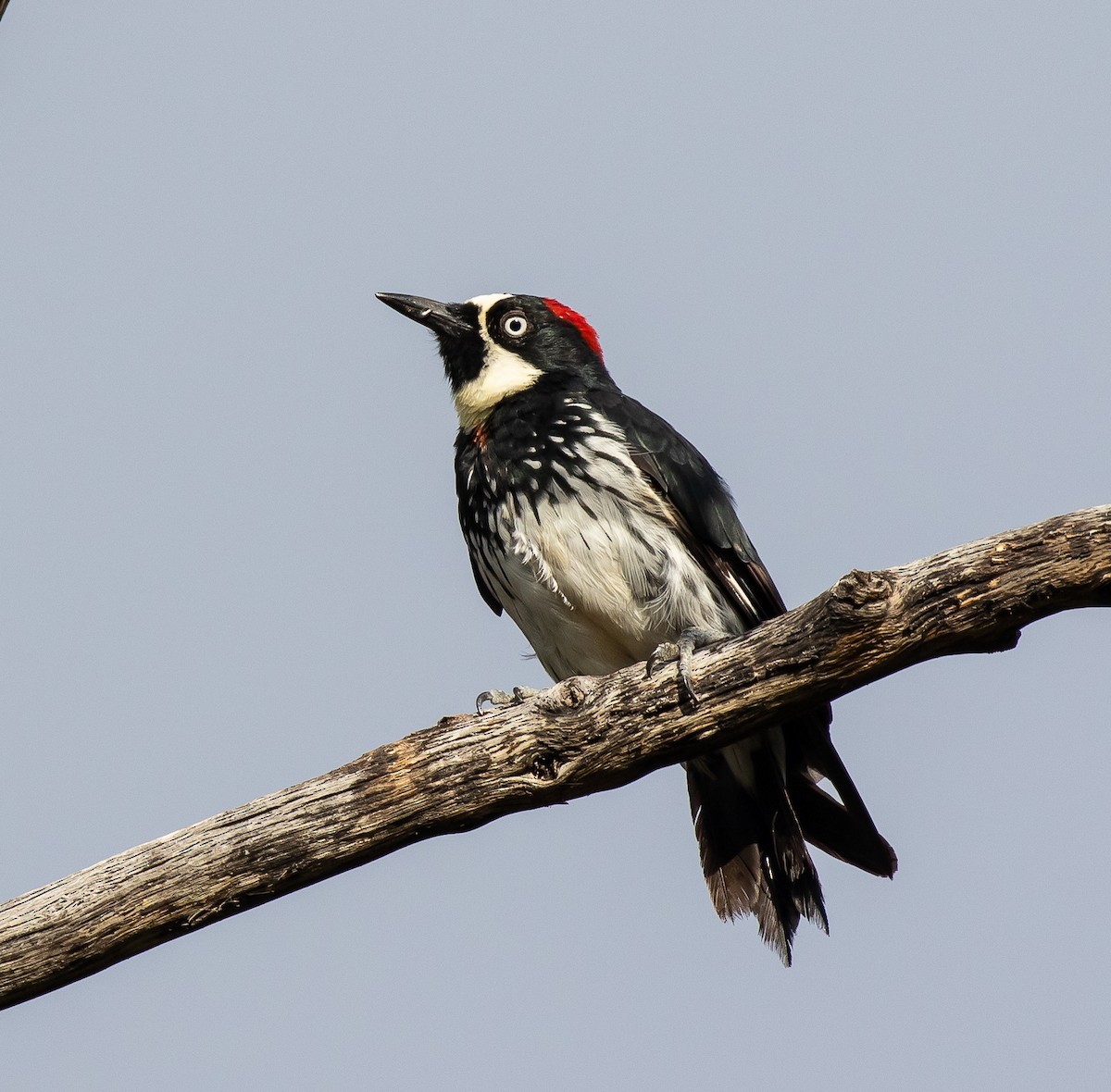 Acorn Woodpecker - ML518021431