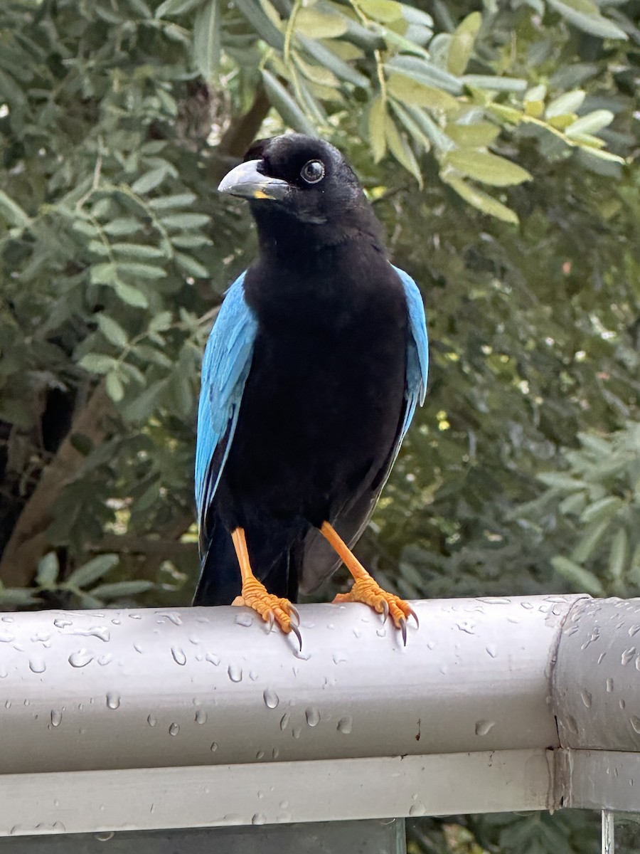 Yucatan Jay - ML518021851