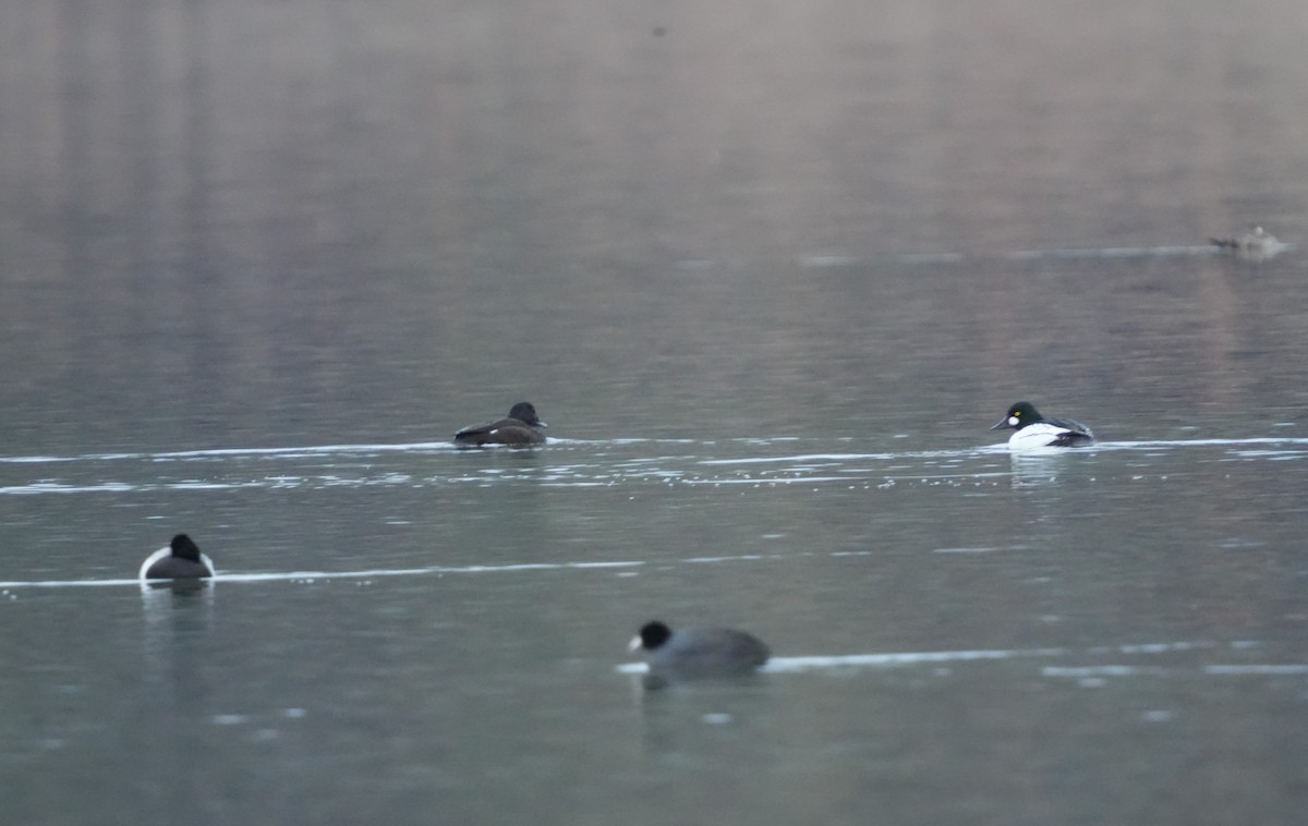 White-winged Scoter - ML518021881