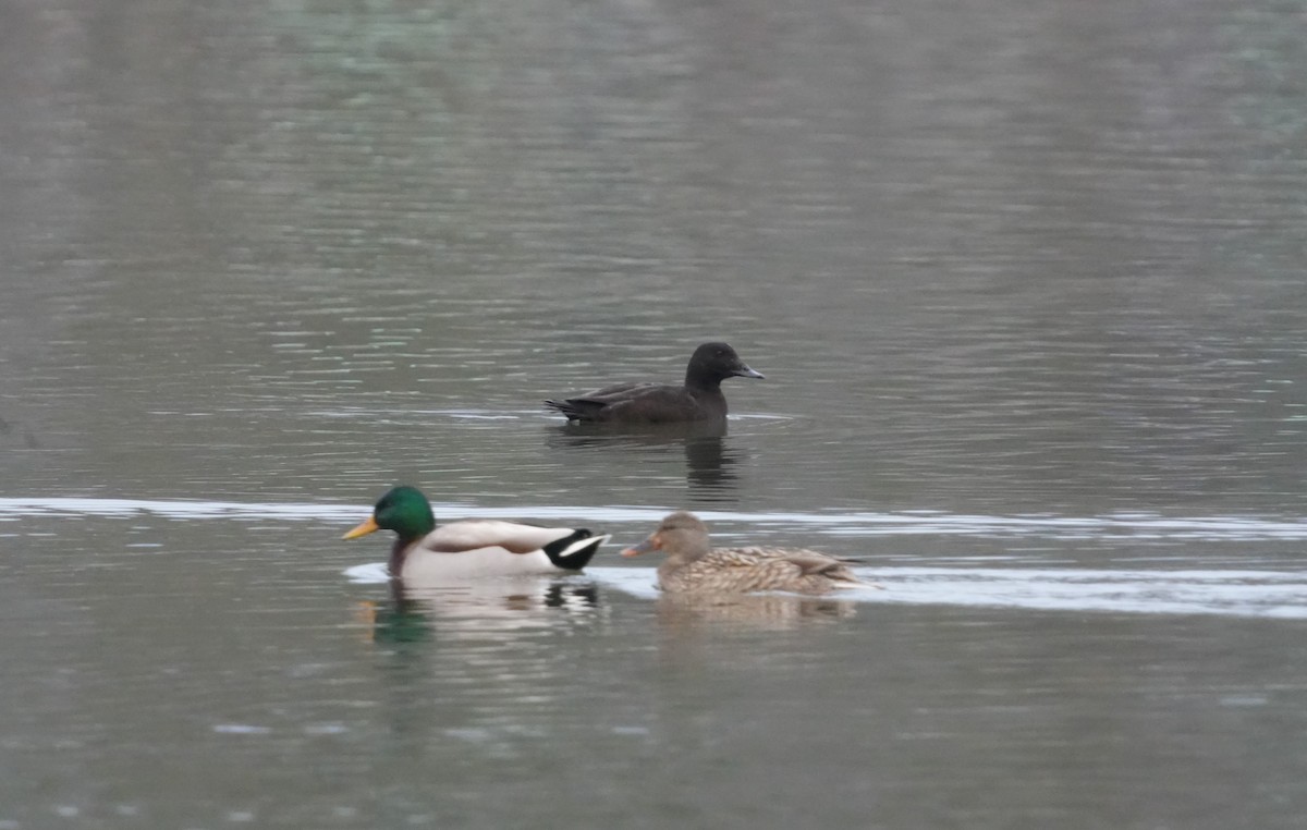 White-winged Scoter - ML518021891