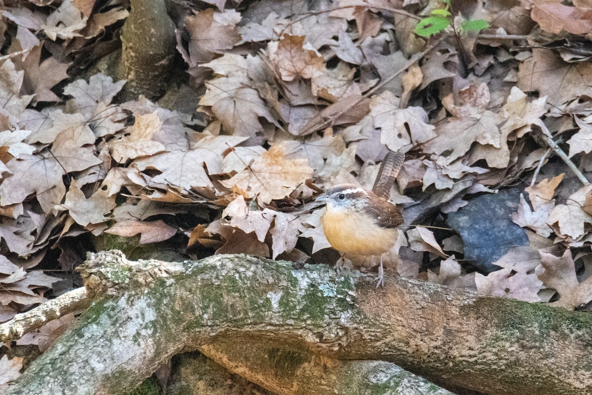 Carolina Wren - ML518022021