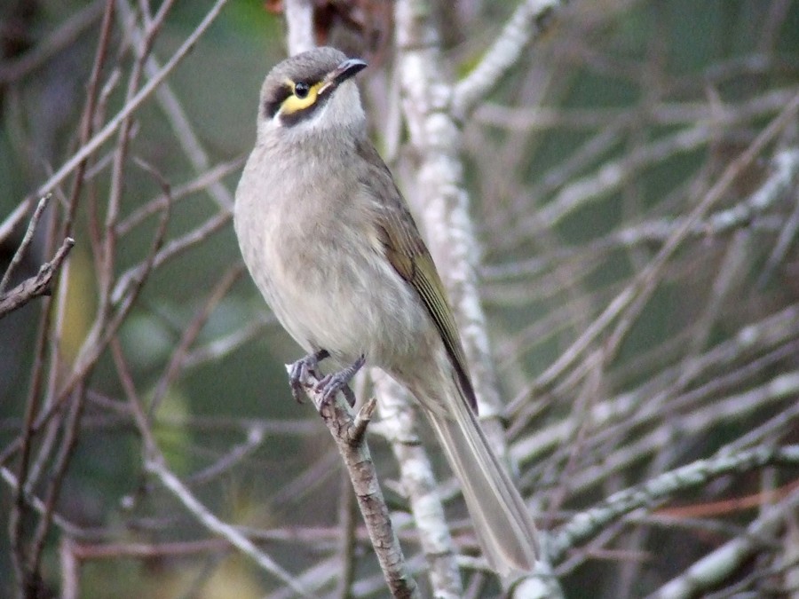 Yellow-faced Honeyeater - ML51802411