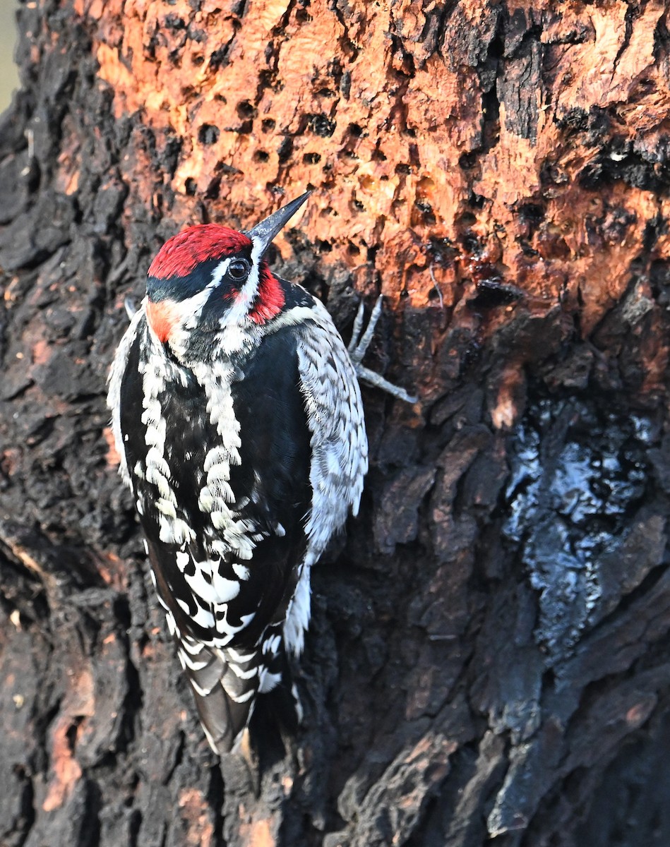 Red-naped Sapsucker - ML518024971