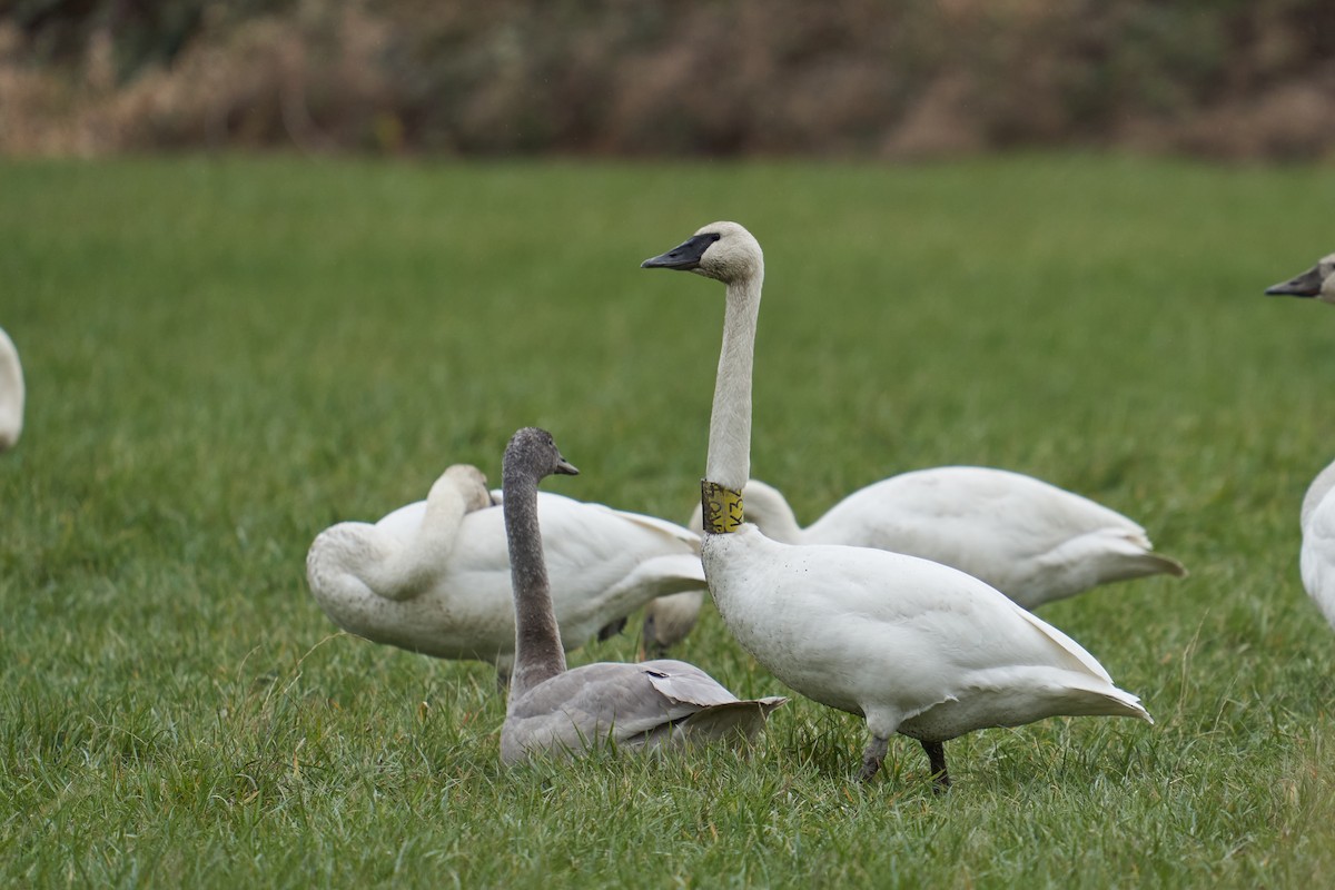 Trumpeter Swan - ML518025361