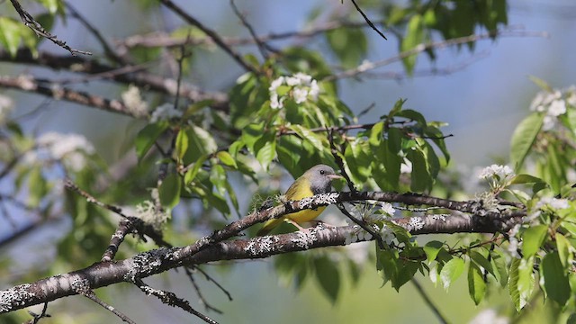 Graukopf-Waldsänger - ML518025391