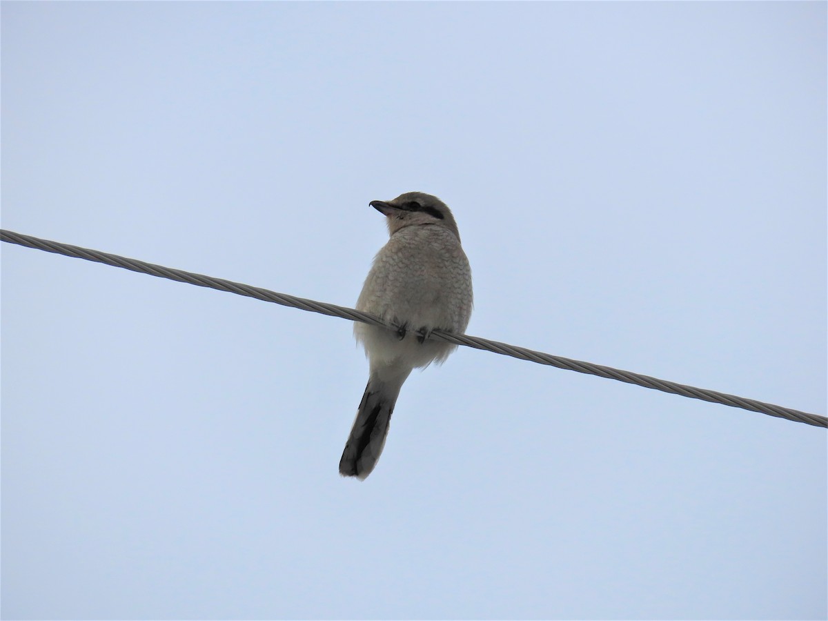 Northern Shrike - ML518026451