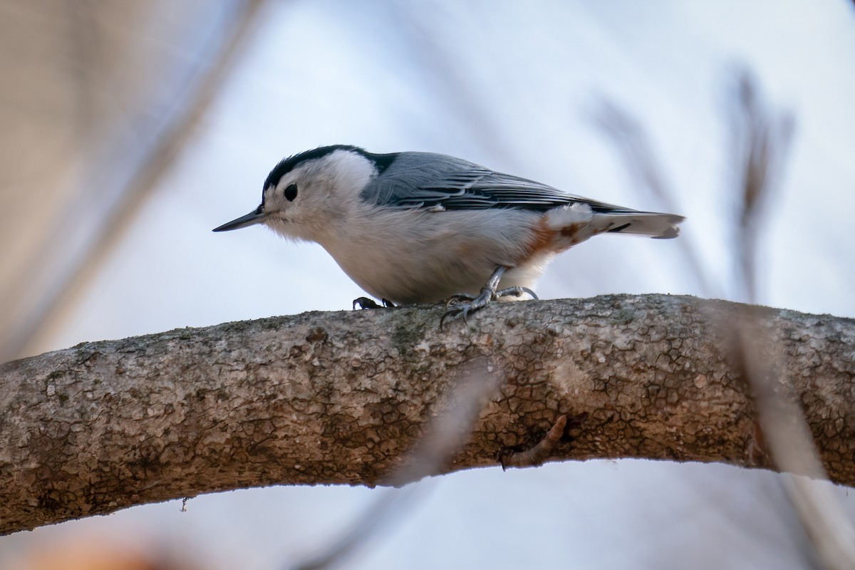 White-breasted Nuthatch - ML518026921