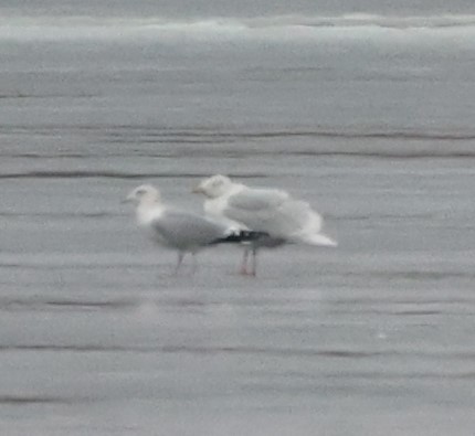 Ring-billed Gull - ML518026961