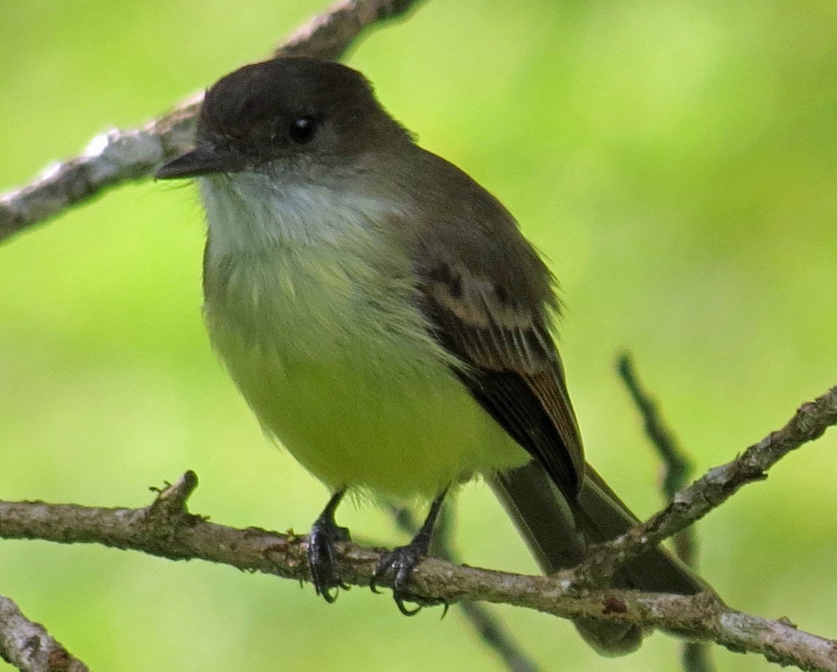 Sad Flycatcher - ML518027121