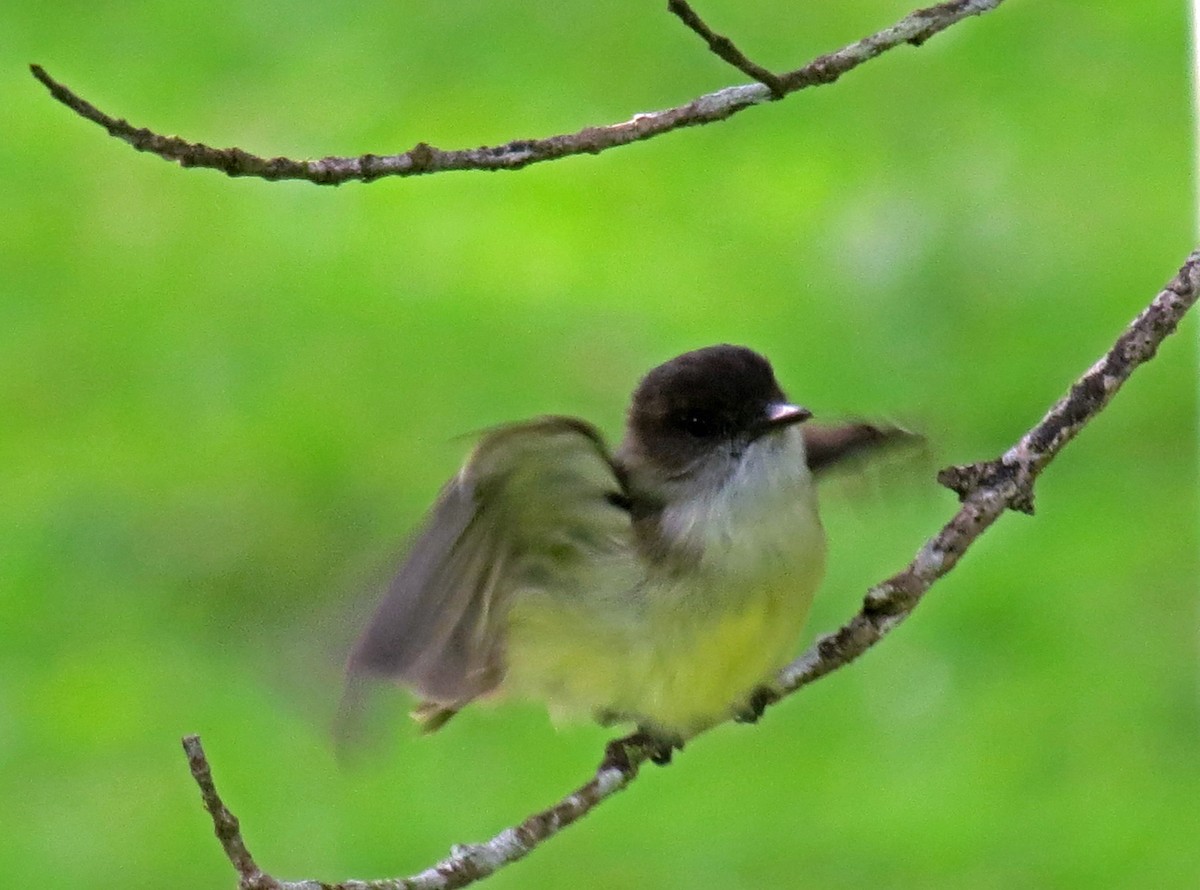 Sad Flycatcher - ML518027131